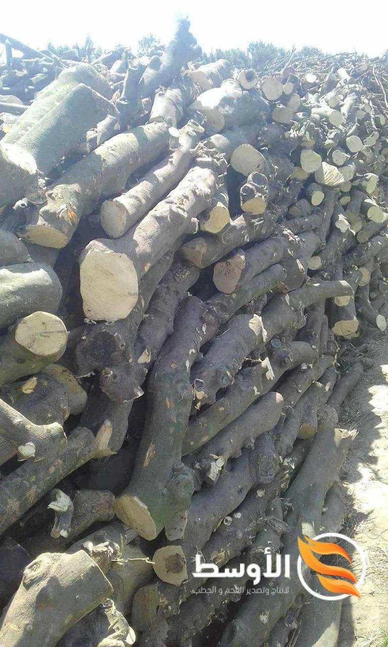 حطب الزيتون مشاوي , خشب المشاوي للتصدير